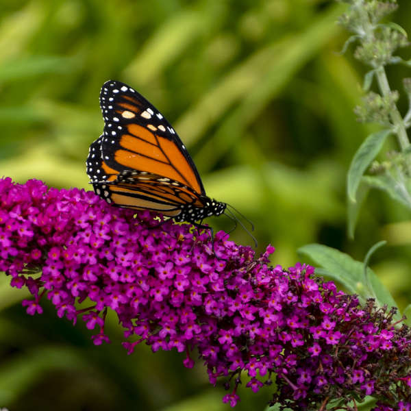 Buddleia Monarch 'Queen of Hearts'