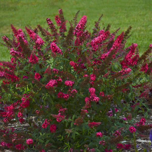 Buddleia Monarch 'Prince Charming'