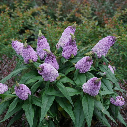 Buddleia Pugster 'Amethyst'