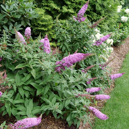 Buddleia Pugster 'Pinker'