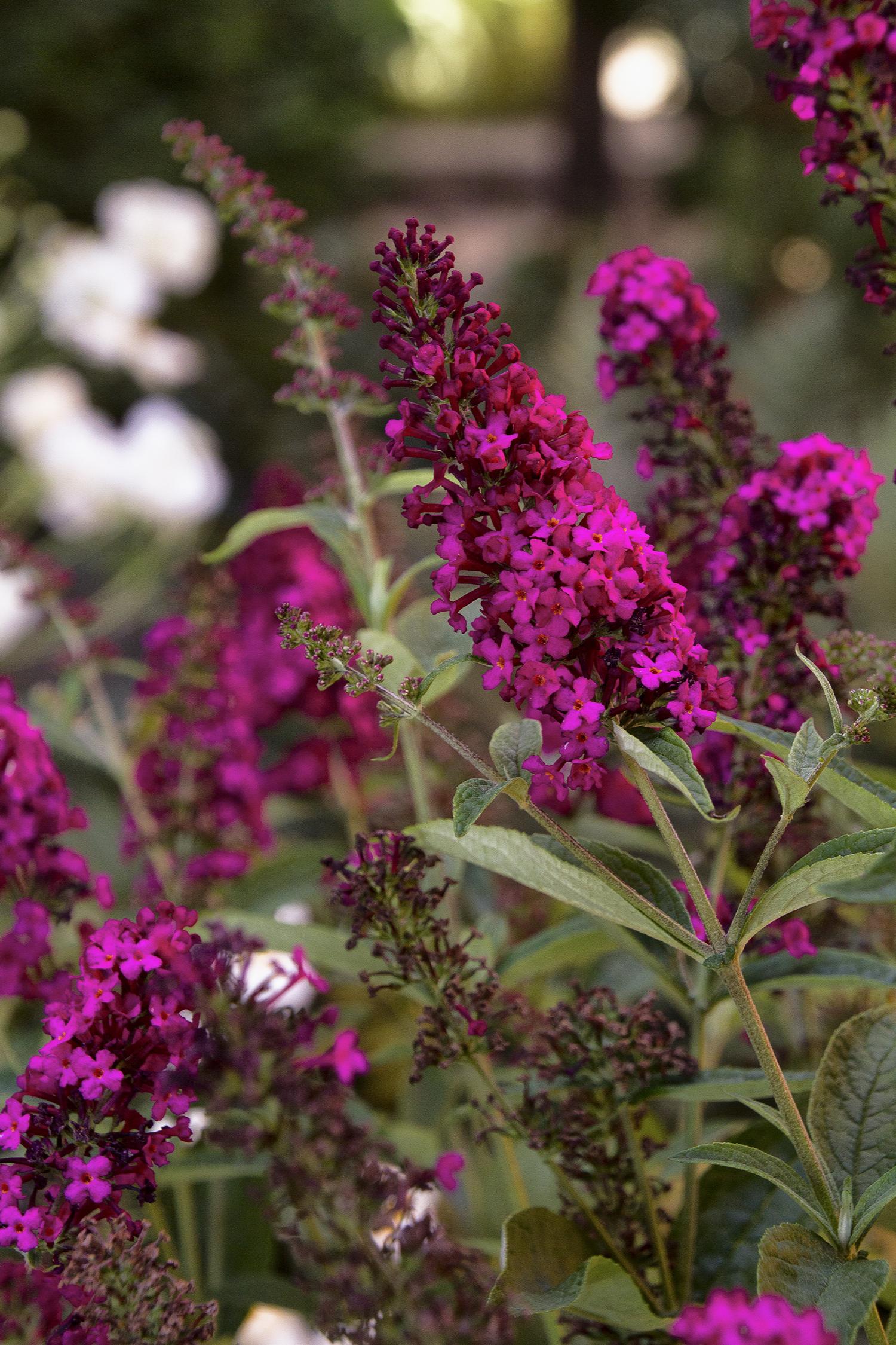 Buddleia Royal Red