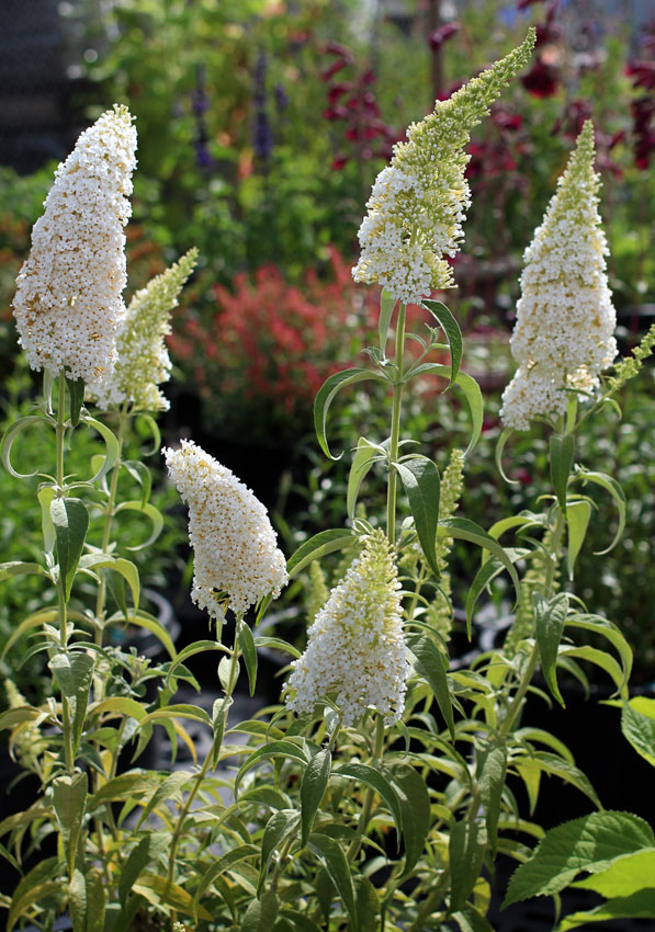 Buddleia d. 'White Profusion'