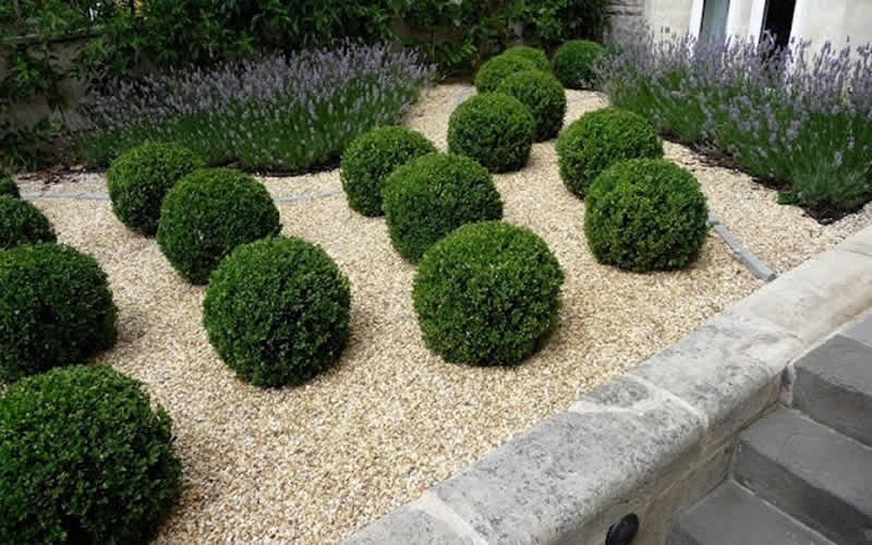 Buxus 'Baby Gem'