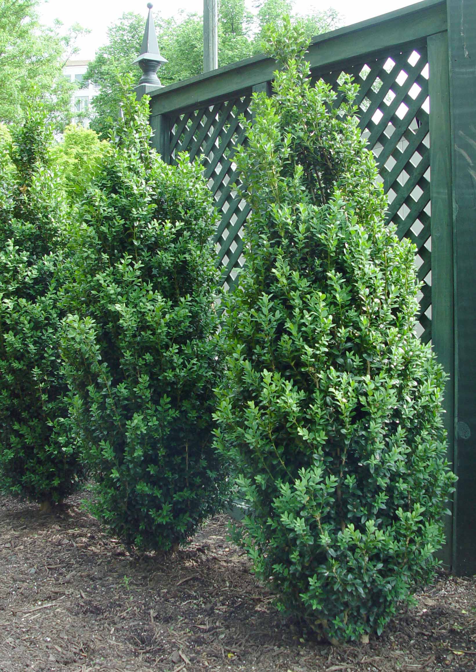 Buxus 'Dee Runk