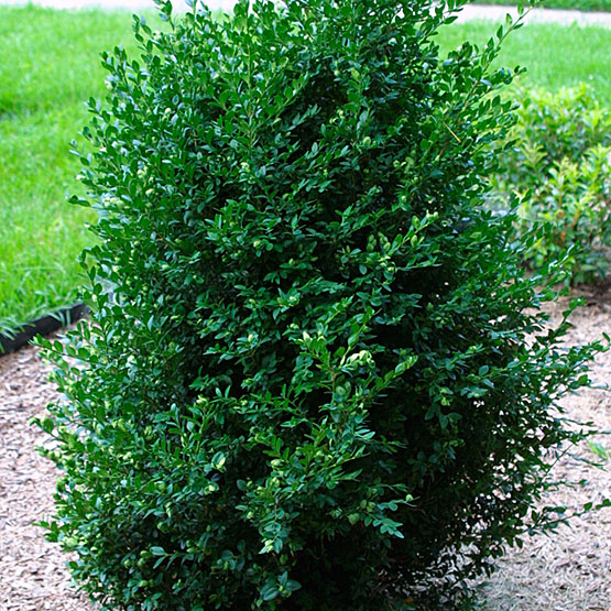 Buxus 'Green Mountain'