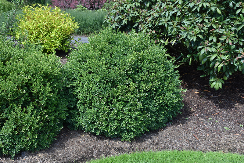 Buxus 'Green Velvet'