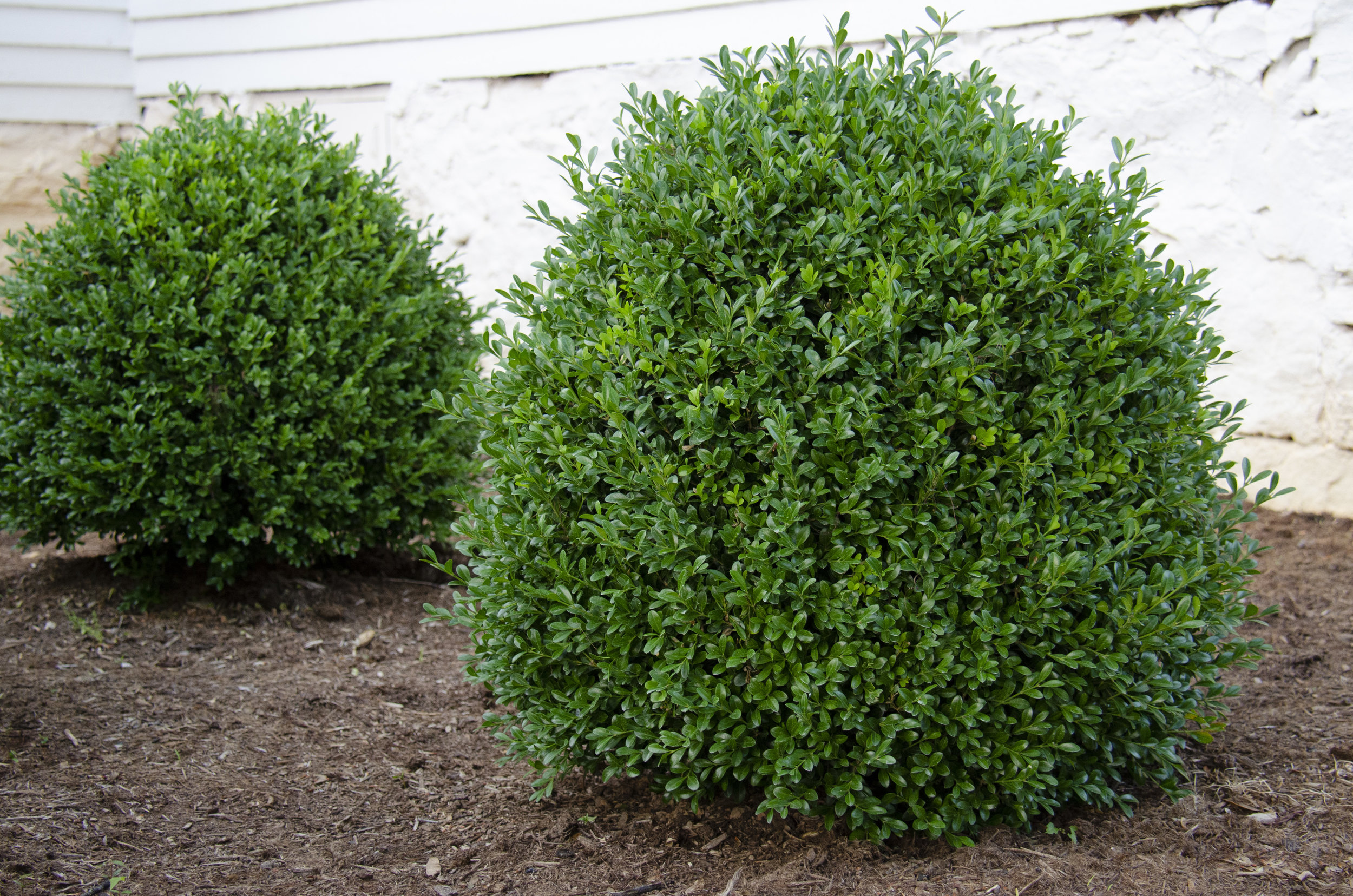 Buxus NewGen 'Independence'