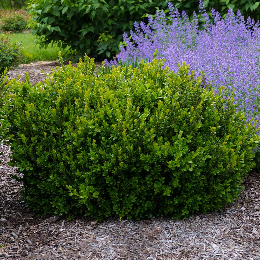 Buxus Little Missy