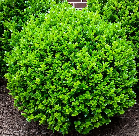 Buxus microphylla 'Winter Beauty'