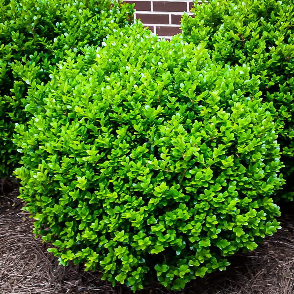 Buxus microphylla 'Winter Gem'