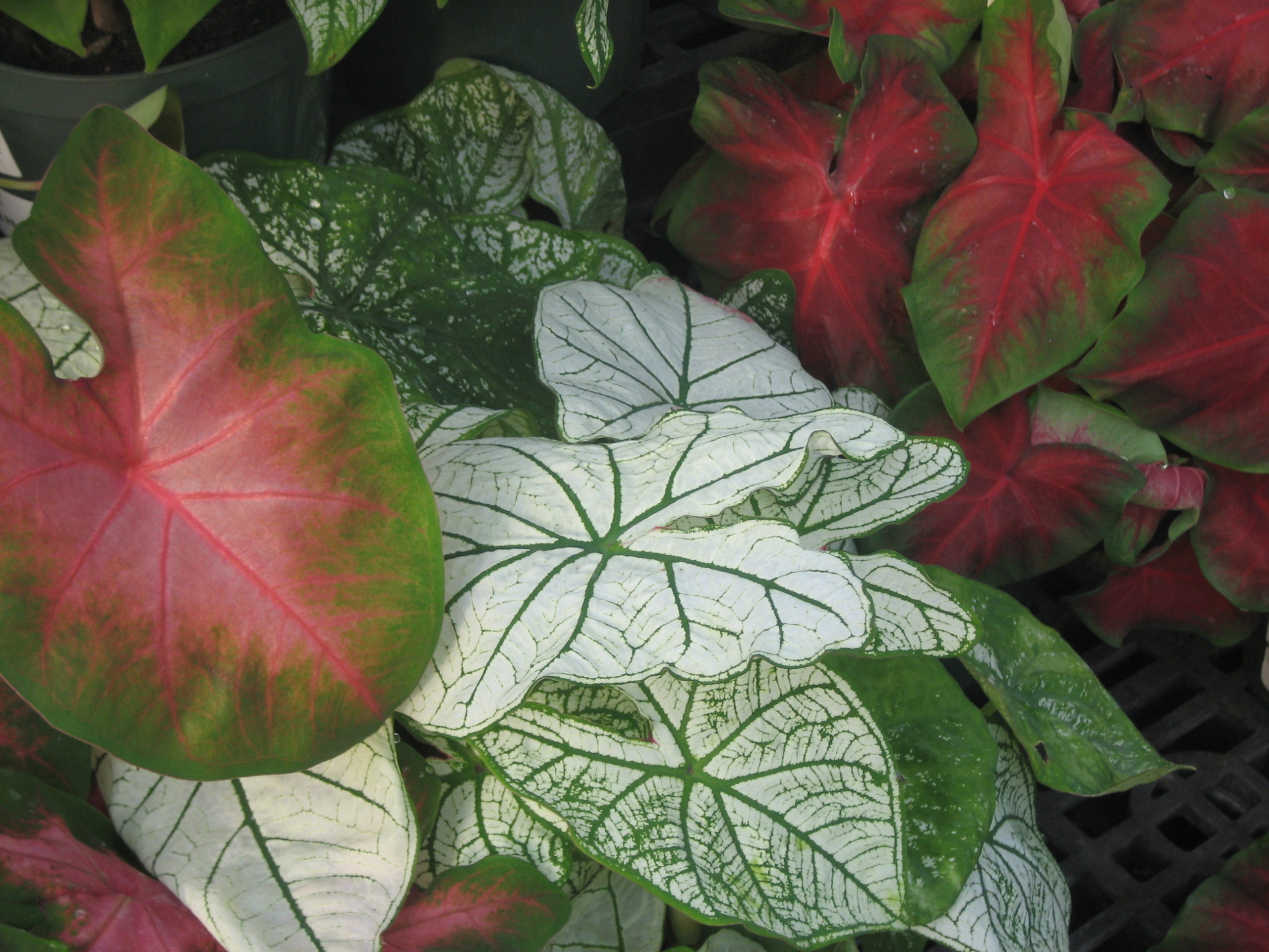 Caladium