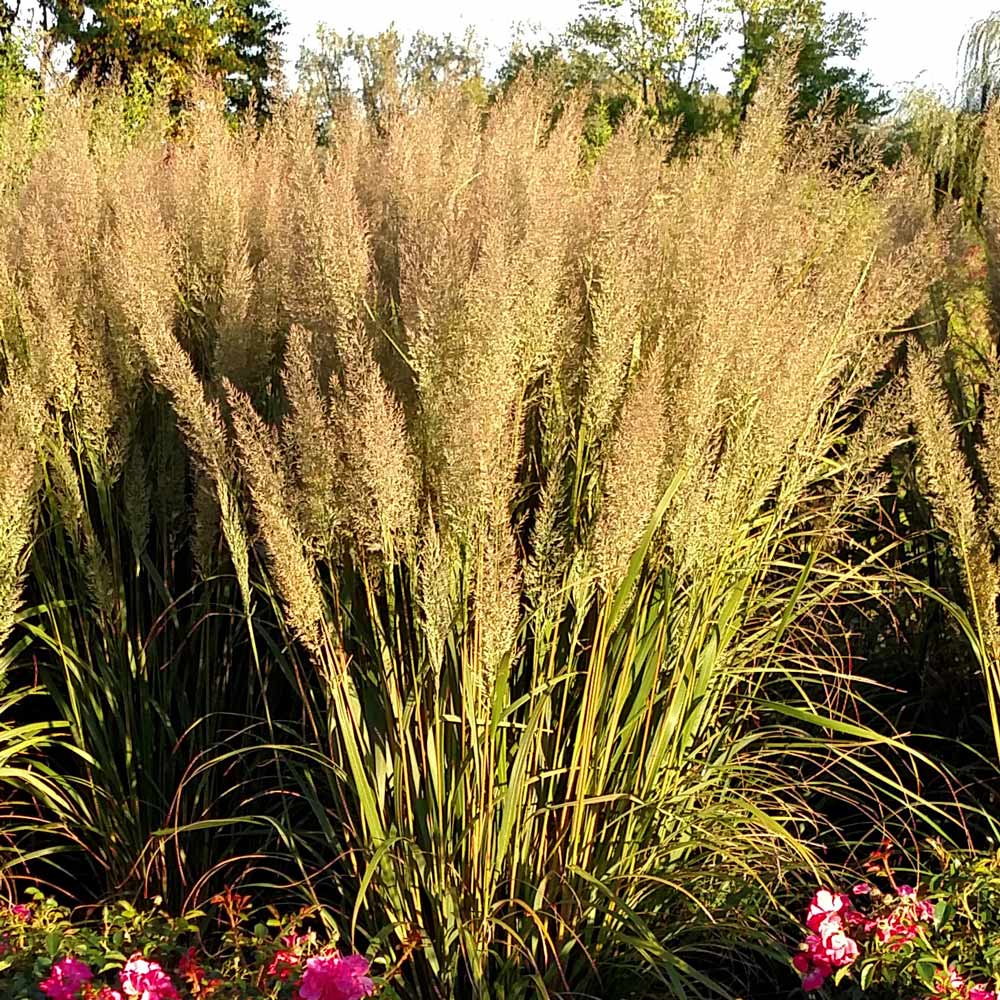 Calamagrostis Caspian