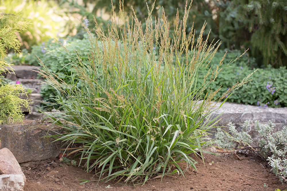 Grass - Calamagrostis 'Cheju-do'