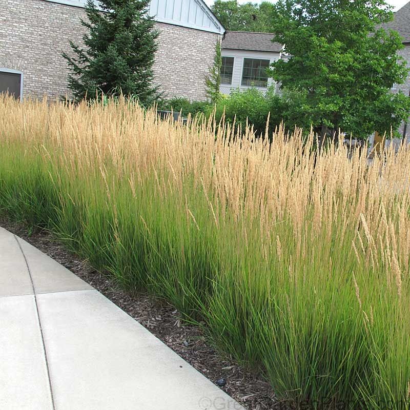 Calamagrostis 'Karl Foerster'