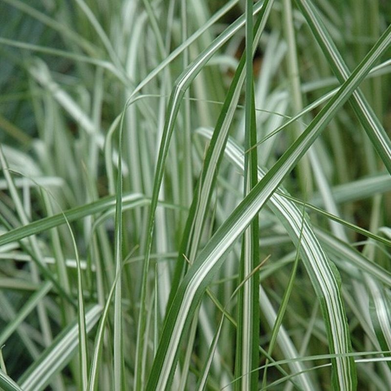 Grass - Calamagrostis 'Lightning Strike'