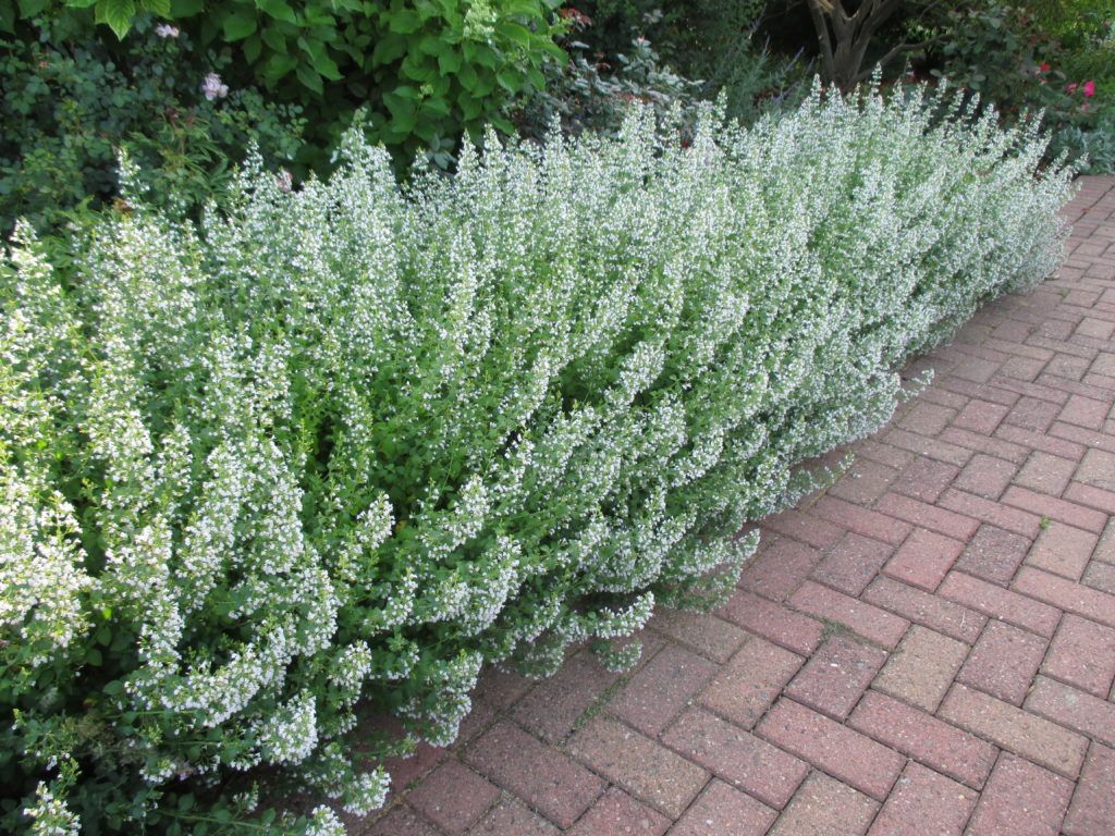 Calamintha 'Montrose White'