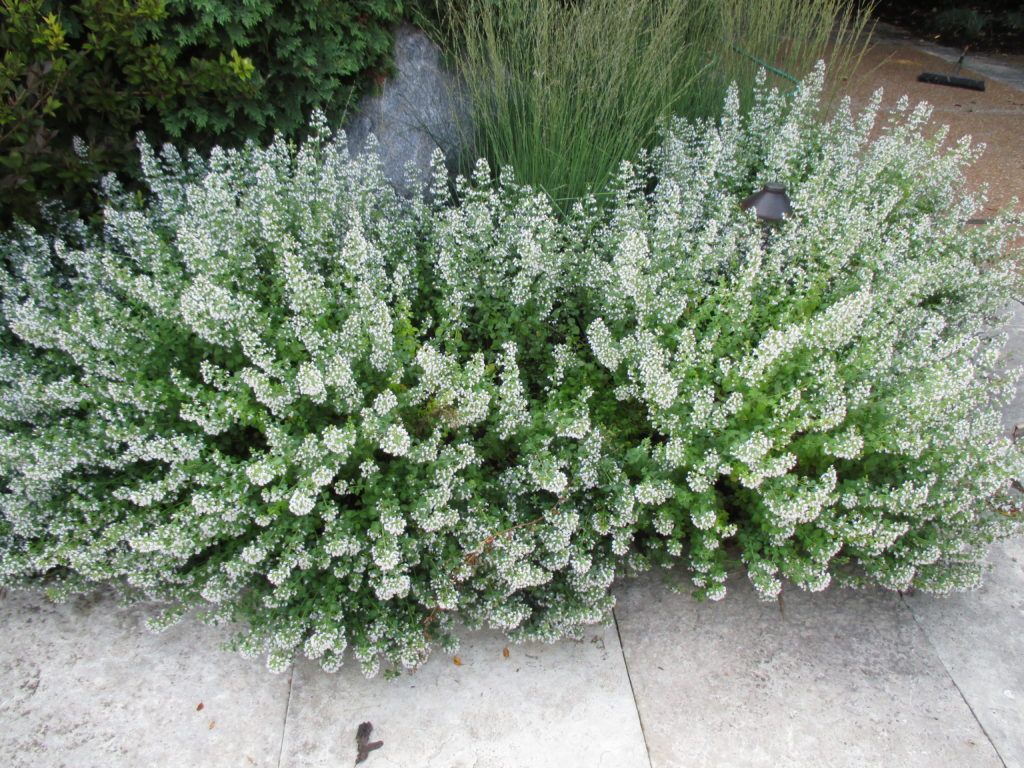 Calamintha 'White Cloud'