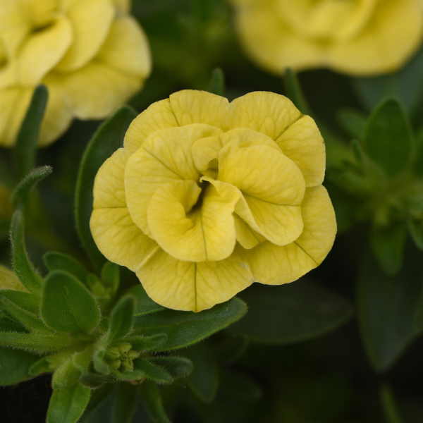 Calibrachoa MF Neo Double Lemon