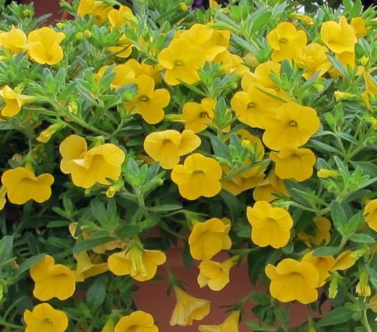 Calibrachoa Aloha 'Canary Yellow'