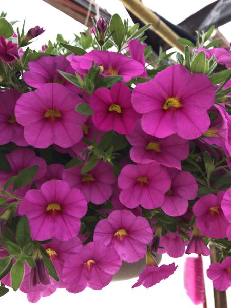 Calibrachoa Aloha 'Clear Pink'