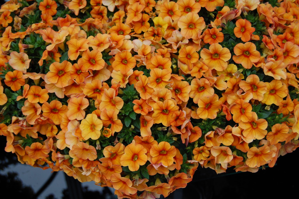 Calibrachoa Aloha 'Kona Mango'