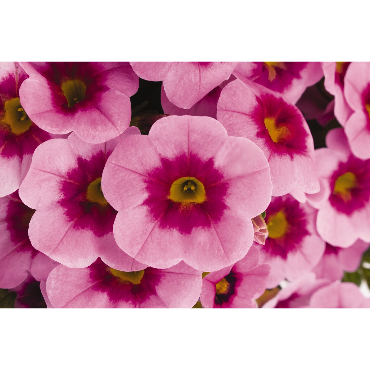 Calibrachoa Aloha 'Kona Tiki Soft Pink'