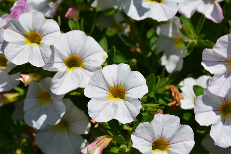 Calibrachoa Aloha 'Kona White'