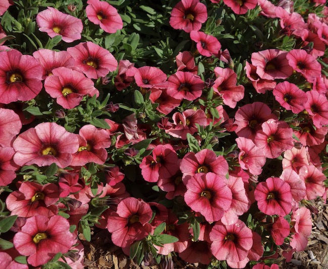 Calibrachoa Bloomtastic 'Chili Pepper'