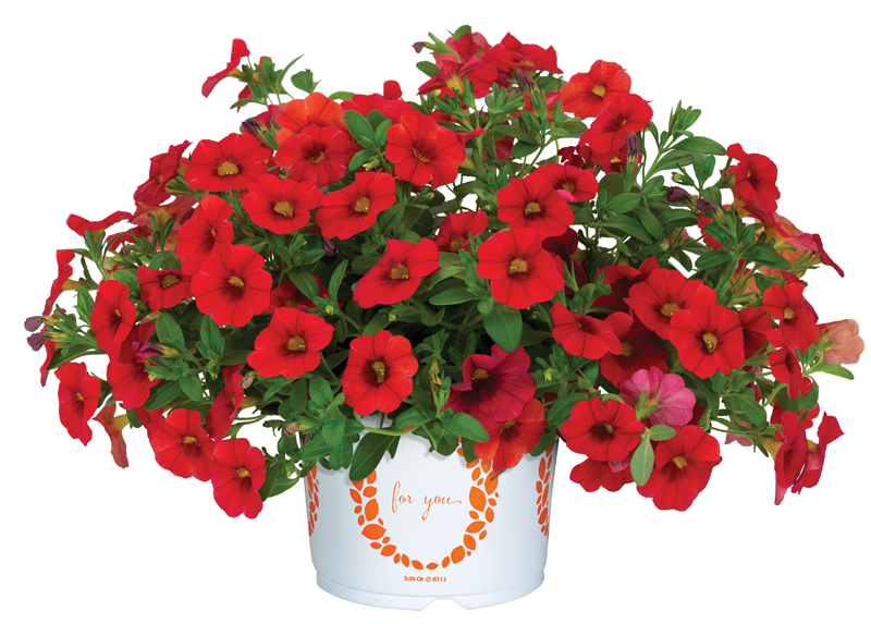 Calibrachoa Bloomtastic 'Red'