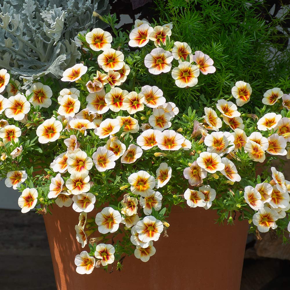 Calibrachoa Caliloco Cappuccino