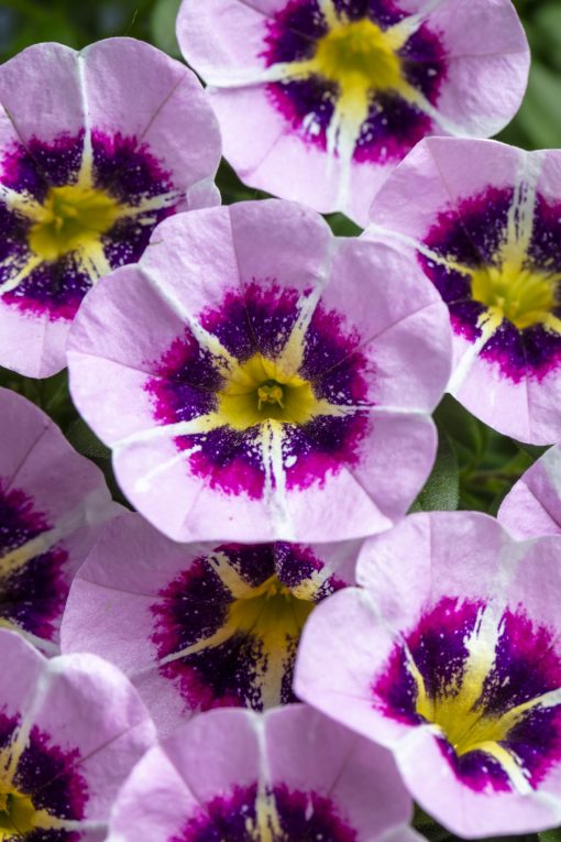 Star Child Calibrachoa