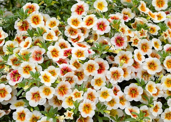 Calibrachoa 'Calitastic Cappuccino'