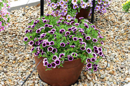 Calibrachoa Callie 'Eclipse Lavender'