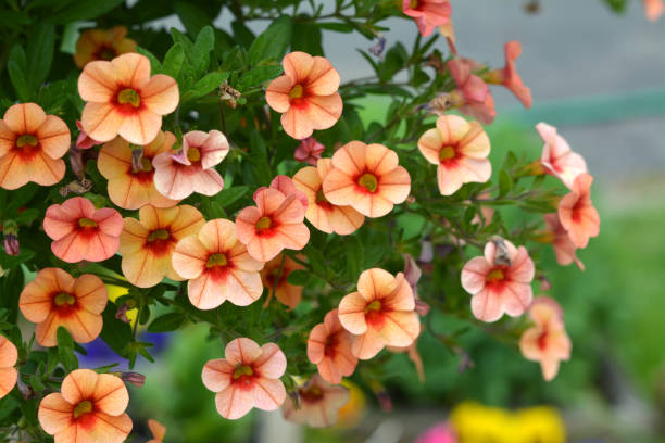 Calibrachoa Callie Mango