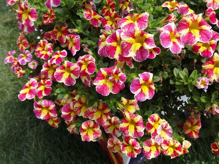 Calibrachoa Candy Shop 'Candy Bouquet'