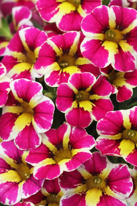 CalibrachoaCandyShopFancyBerry