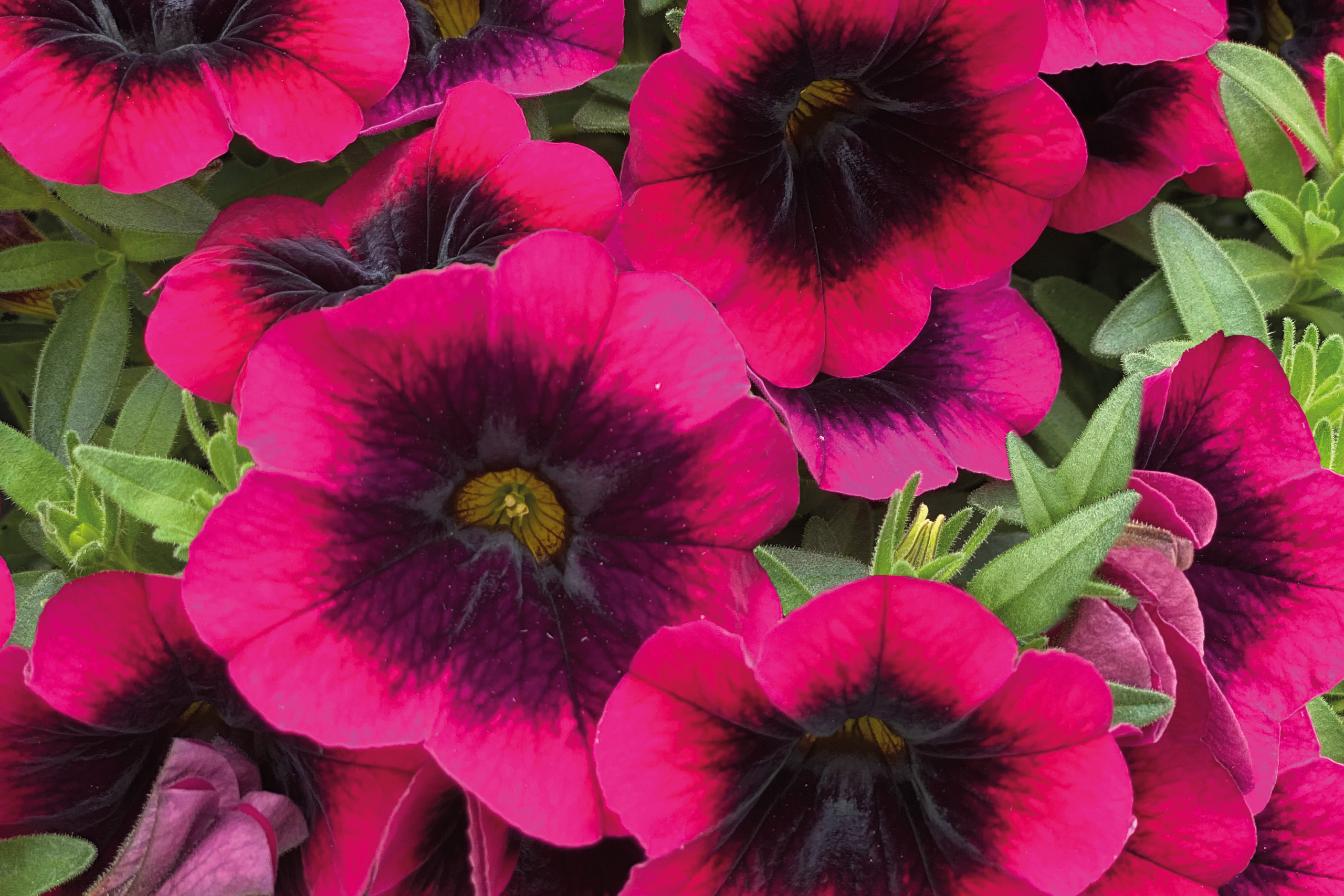 Calibrachoa 'Dracula'