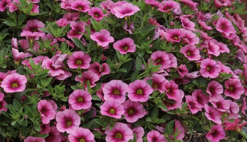 Calibrachoa Callie Eclipse 'Strawberry'