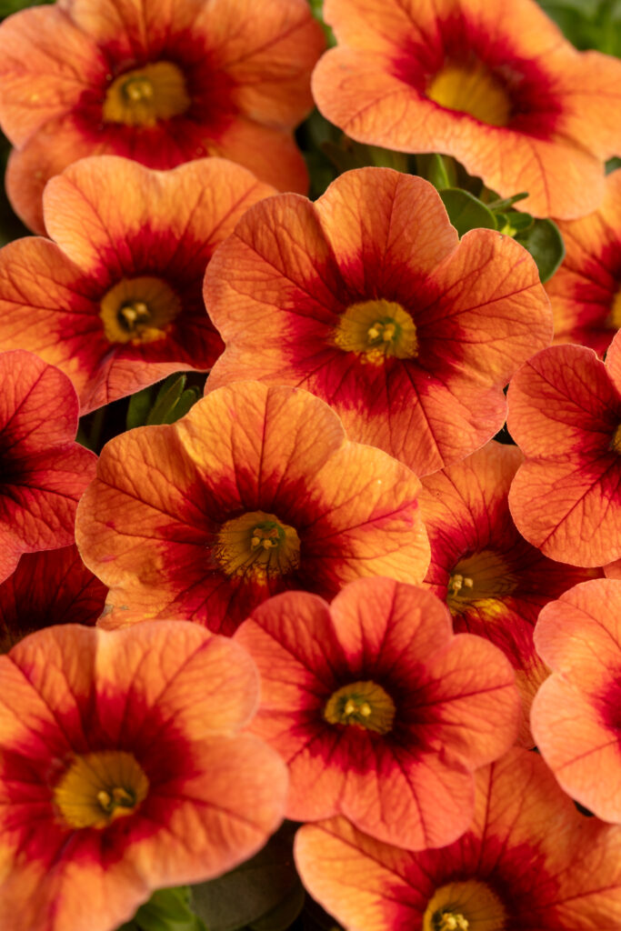 Eyecatcher Orange