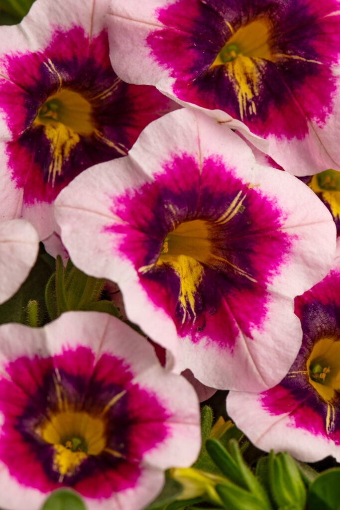 Eyecatcher Rose