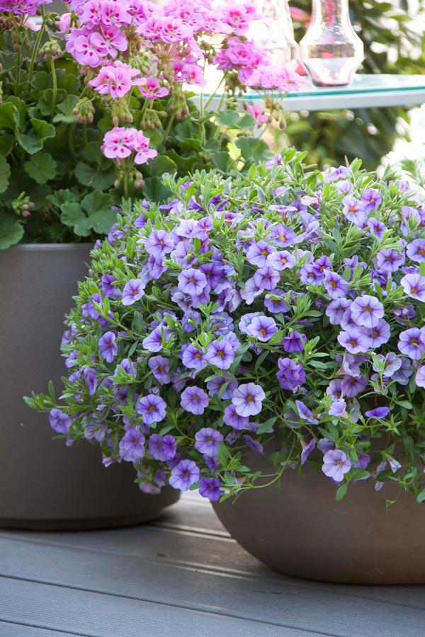 Calibrachoa MiniFamous Neo 'Lt Blue'