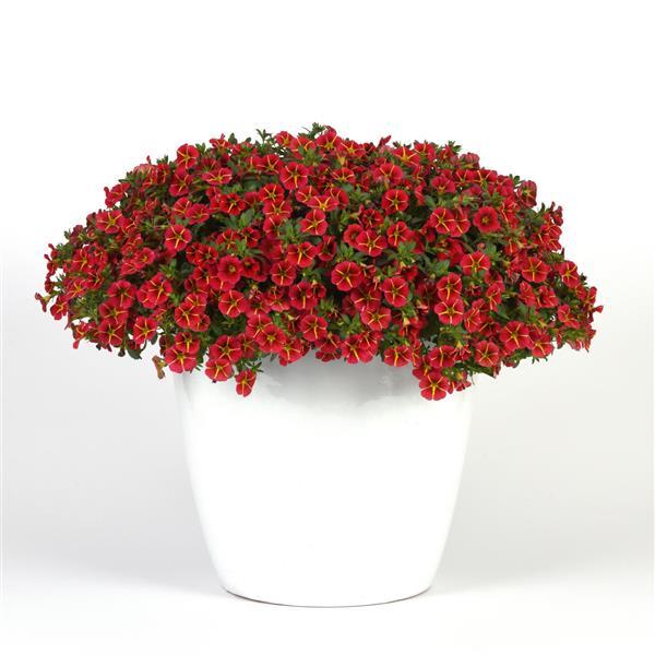 Calibrachoa MF Neo 'Red Hawaii'	