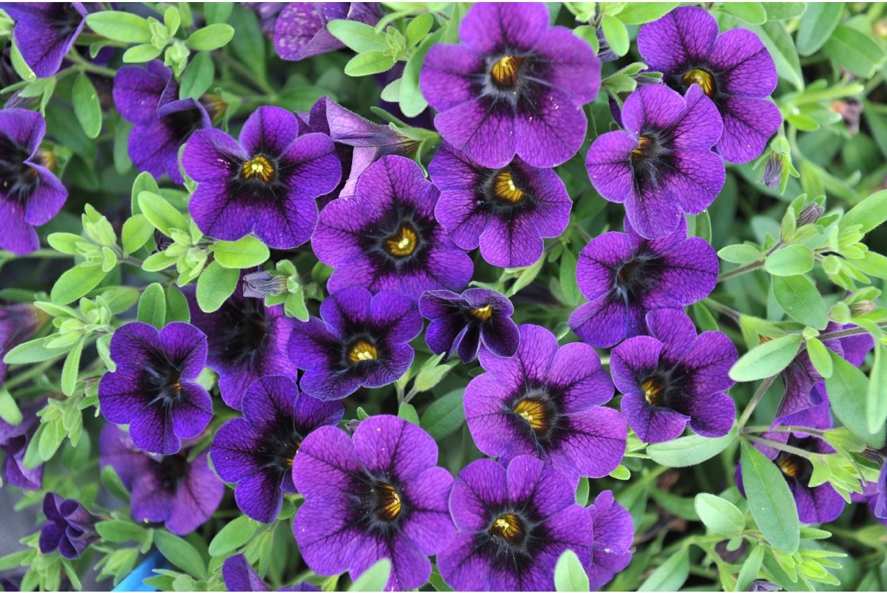 Calibrachoa Aloha 'Midnight Blue'