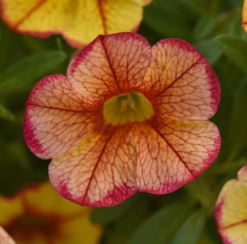 Calibrachoa Minifam Neo Ember Eclipse
