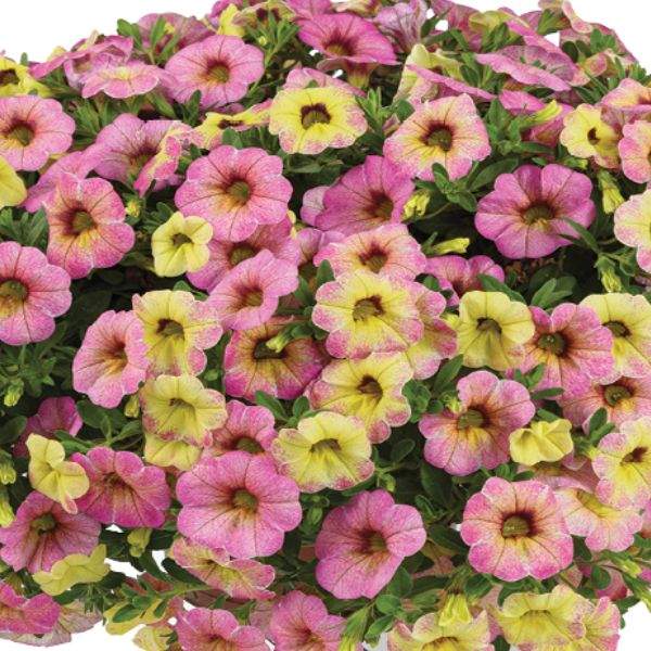 Calibrachoa Ombre Pink