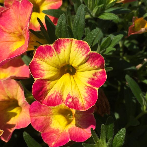Calibrachoa Rainbow Orange Oasis