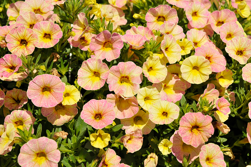 Calibrachoa Rainbow Pink Pepperberry