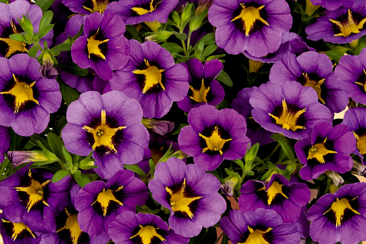 Calibrachoa 'TikTok Blue'