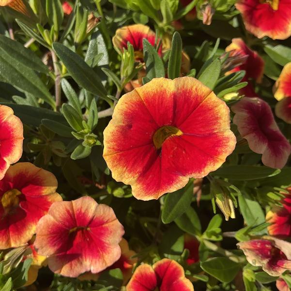 Sangria Fizz Calibrachoa