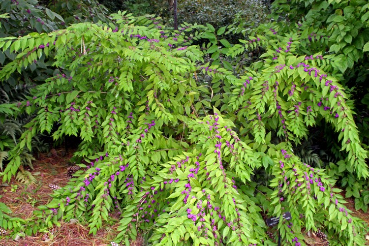 Callicarpa dichotoma 'Issai'